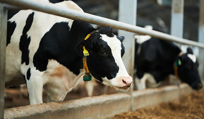 UKON’dan çarpıcı hesaplama: Et fiyatı Haziran’da 780 lirayı bulabilir