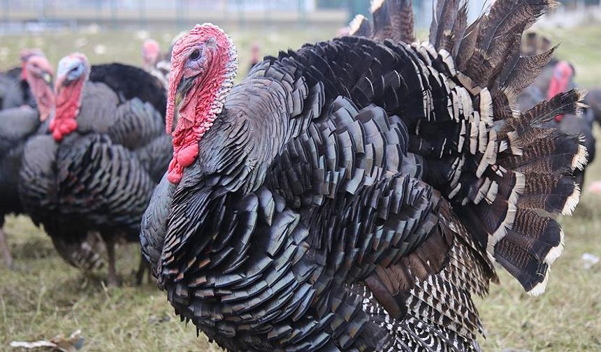 Bu yılbaşı Hindi  kaç liraya sofraya gelir?