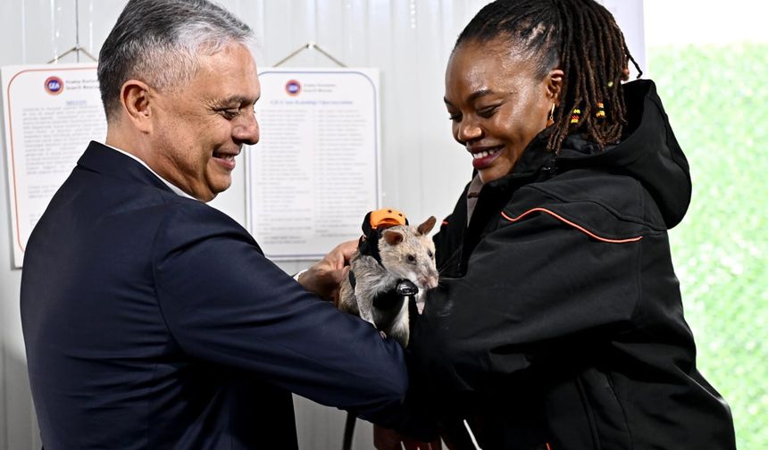 Muratpaşa'nın fareleri hayat kurtaracak