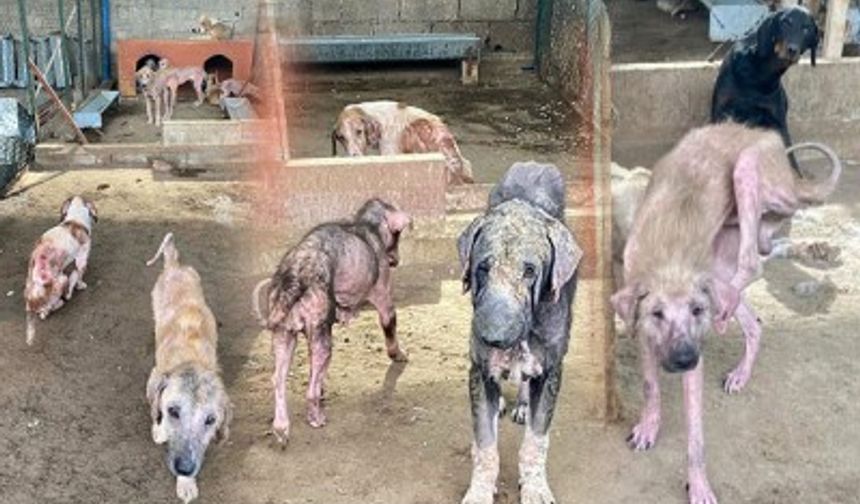 Hayvan hakları denetiminde kadına ve savunmaya şiddet