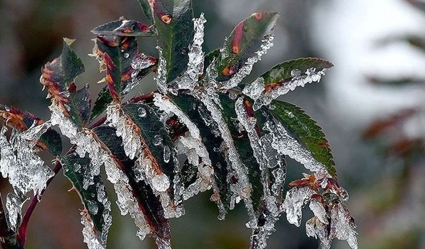 Antalya için meteorolojik uyarı: Zirai don ve sis kapıda