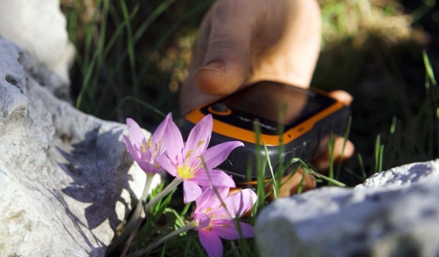 Orkidelerde kaçak söküm alarmı