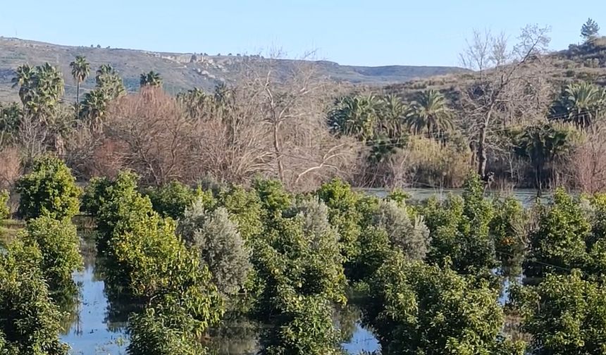 Manavgatta narenciye bahçeleri sular altında