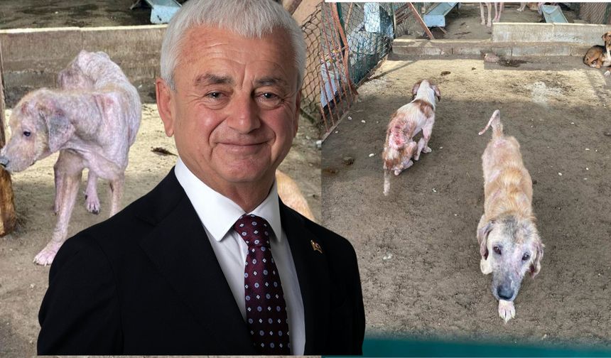 Başkan Geyikçi’den barınak açıklaması