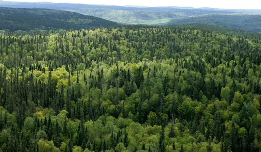 Antalya Barosu’ndan Orman Kararına Sert Tepki: “En Büyük Kayıp Antalya’da”
