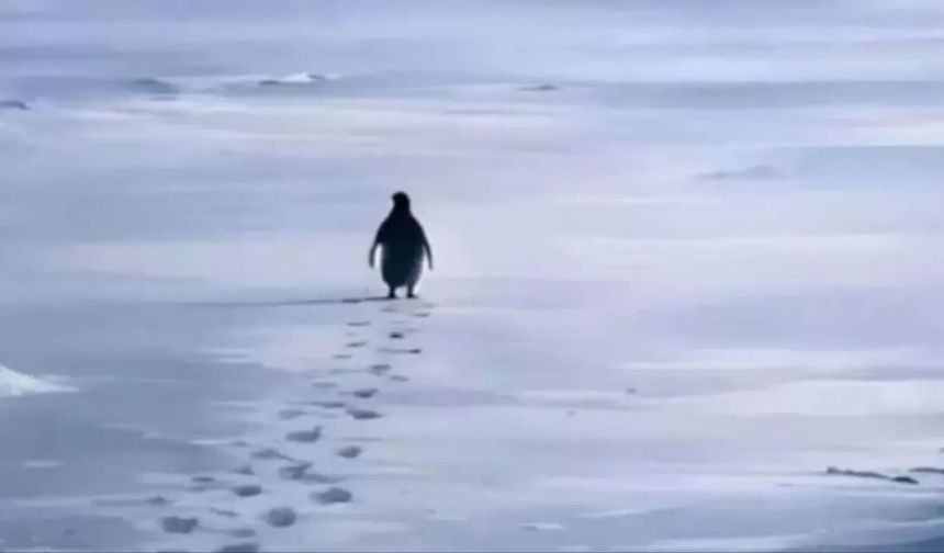 "O nihilist penguen aslında modern insanın ta kendisi"