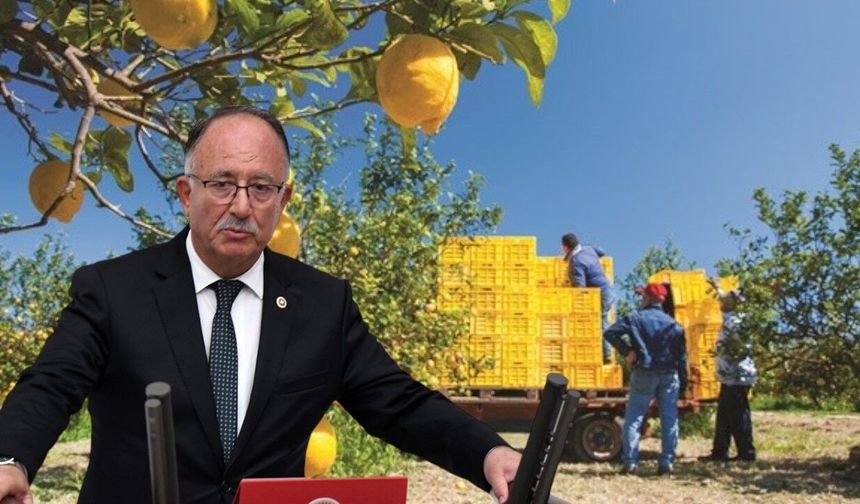 “Üretici  limon ağacını sökerken ithalata kapı açılıyor”