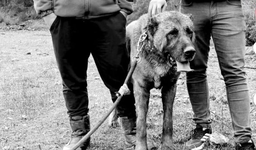 "Yavru köpeklerin kulakları kesilip dövüştürülüyor"