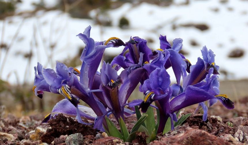 Karların arasından patlayan bahar