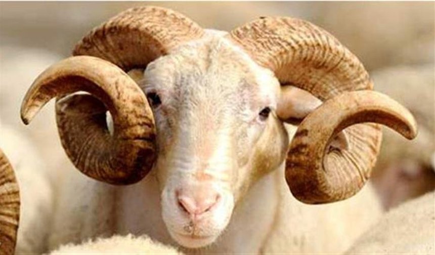 Vekaletle kurban bedelleri belli oldu