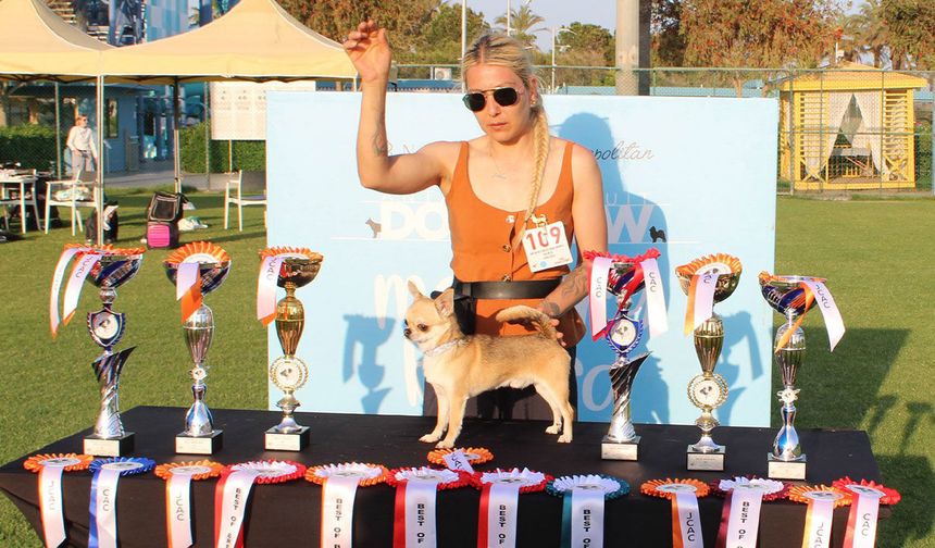 Aladar, 1500 köpek arasında Türkiye şampiyonu oldu