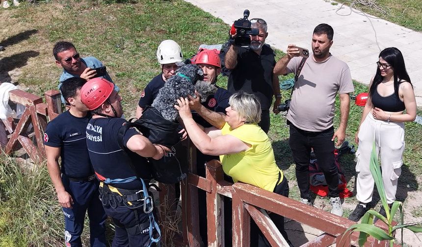 Falezlerden düşen köpek kurtarıldı
