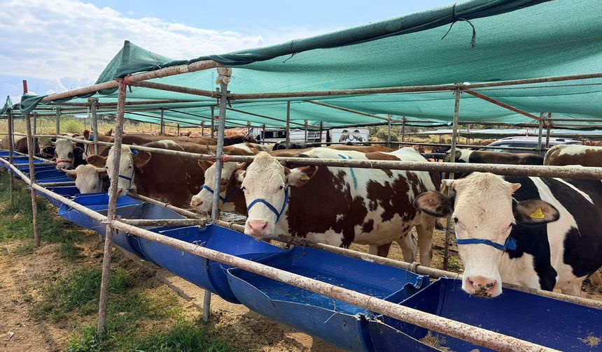 Kepez'de iki noktada kurban pazarı