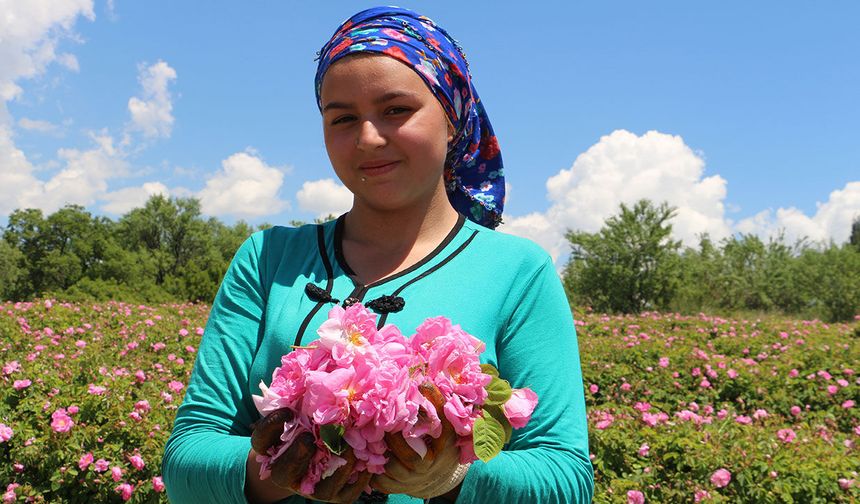 Komşuda gül sezonu başladı